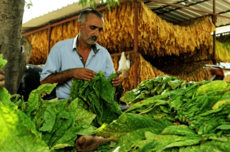 Cigar Production