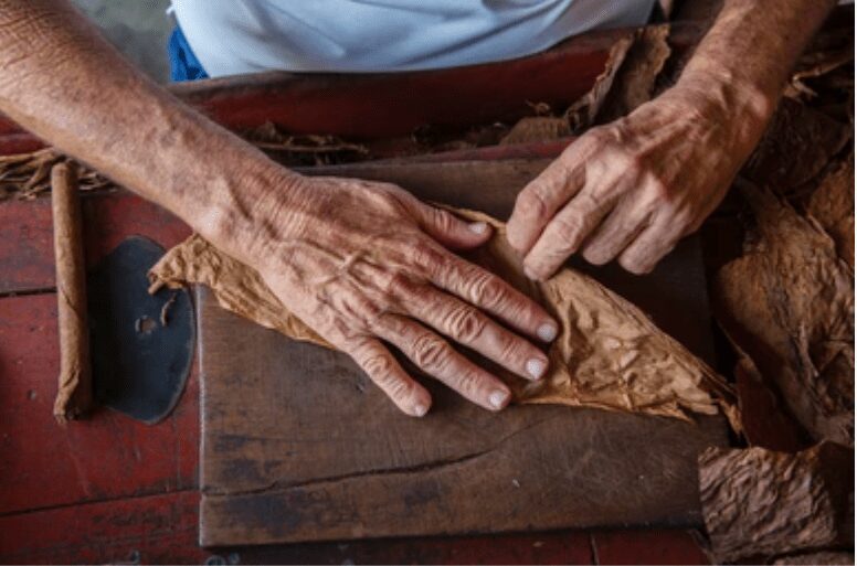 Selecting the Right Tobacco Leaves