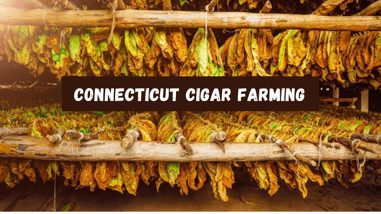 Connecticut Cigar Farming